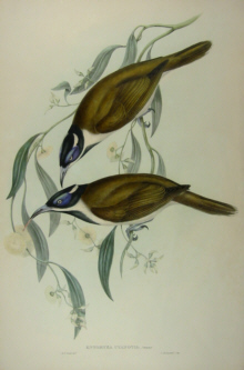 John Gould's Birds of Australia